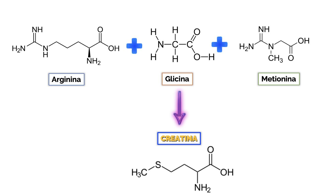 Creatina síntesis endógena a partir de arginina, glicina y metionina