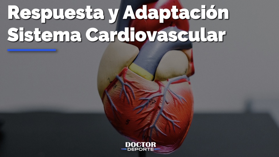 Respuesta y adaptación del sistema cardiovascular