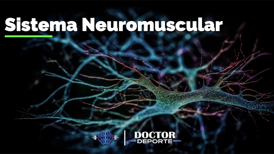 Sistema neuromuscular