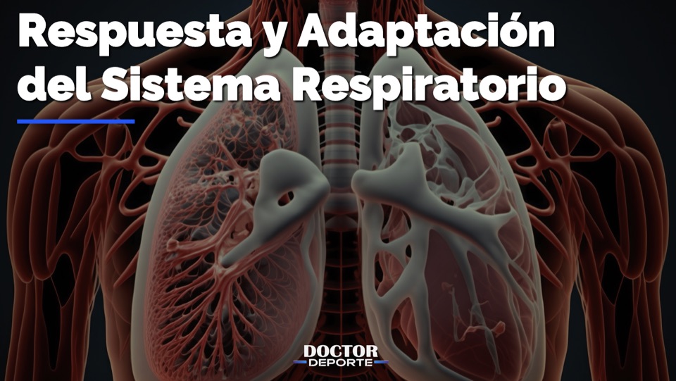 Respuesta y adaptación del sistema respiratorio